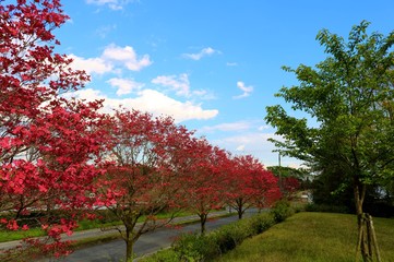 春　ハナミズキ　道　爽やか　風景　杤木