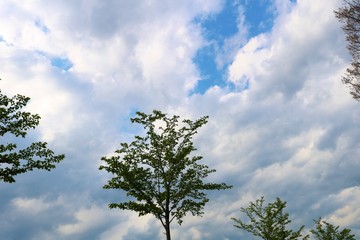 新緑　空　春　風景　杤木