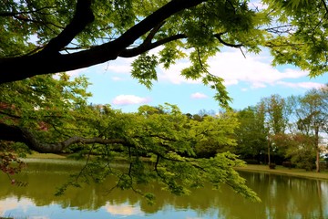 Fototapeta na wymiar 春のモミジ　爽やか　新緑　池　風景　杤木