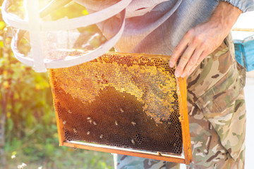 Beekeeper control situation in bee colony. Frame with foundation with laying workers, looking for...