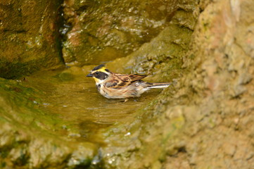The outdoor fringillidae birds in the park