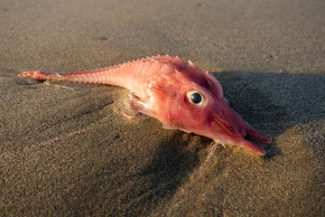 Armored Sea robin in Peru