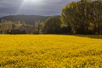 Beautiful field of yellow flowers with trees at sunset. Rapeseed cultivation for oil production in Spain.