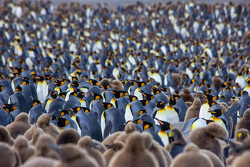 king penguin colony in South Georgia 