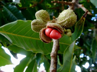 magnólia amarela - magnolia champaca
