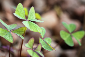 young green plant