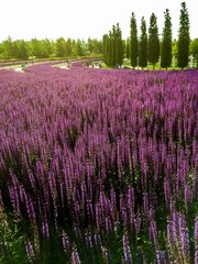 Sage field in provence