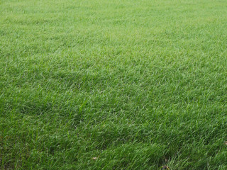 Textura c&eacute;sped