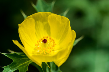 Flor de Amapola Amarilla