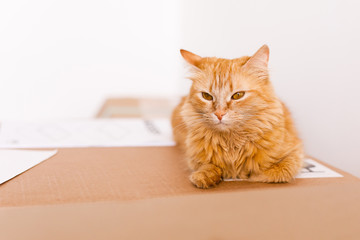 Cute ginger cat in cardboard box on floor at home