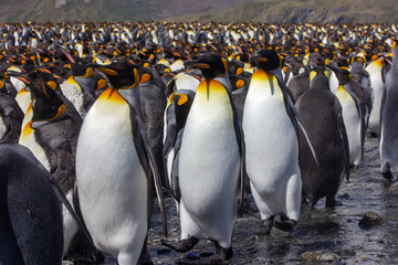 King penguin colony marching