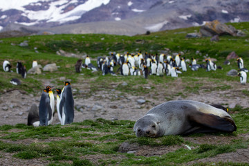 penguins and seal on the rocks