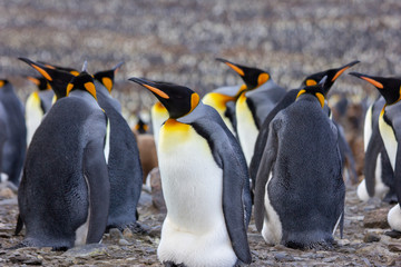 king penguin colony with babies