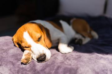 Fototapeta premium Beagle dog tired sleeps on a couch outdoors in sun.