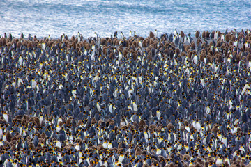 millions of penguins in south georgia