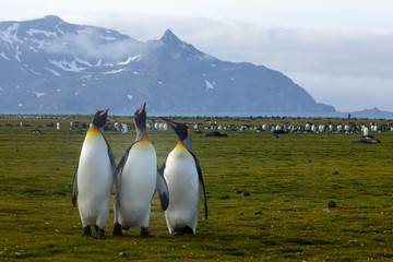 three penguin friends