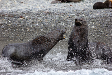 fur seals fighting