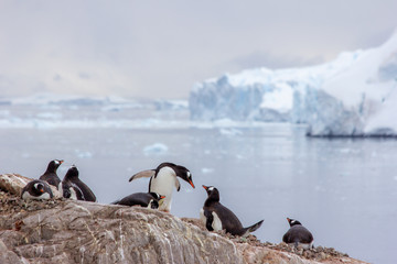 penguins in antarctica