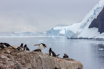 penguins in antarctica