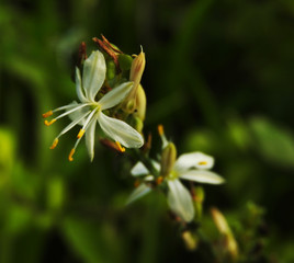 Flower of the liliaceae family