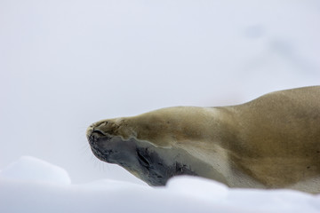 sleeping fur seal