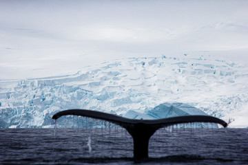 whale tail Antarctica 