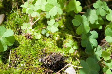 Green plant growing in soil