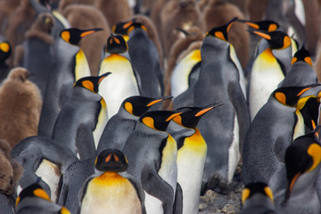 king penguin on the beach