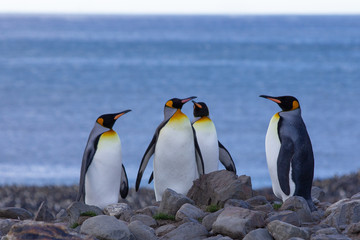penguins on the rocks global warming