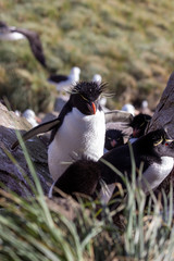 macaroni penguin on rocks