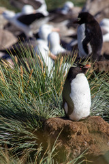 penguin in the nest
