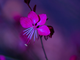 Fototapeta na wymiar Purple blooming flower in a park in Sydney Australia