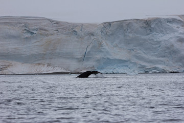 Obraz premium humpback whale tail