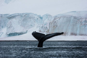 humpback whale breaching global warming