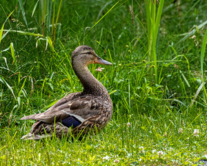 Female american black duck (Anas rubripes) with green grass on sunny day in a park, Canada