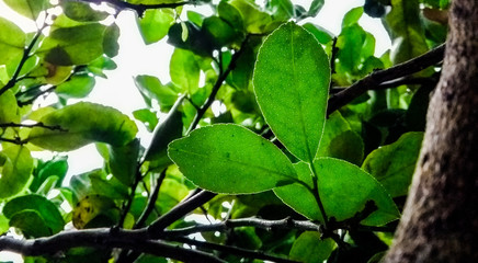 Árbol verde limonero