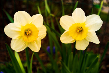 Yellow Daffodil Narcissus flowers outdors in spring. Nature flowers background