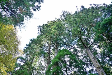 Fototapeta premium お寺の境内で見上げる杉の大木と黄葉のコラボ情景＠鳥取