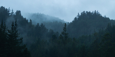 fog in the mountains