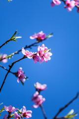 Fototapeta na wymiar Pink flower blossom peach fruit trees branch flowering spring orchard fruit growing blue sky ecology decorative background 