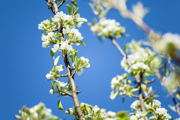 pear tree white flower blossom branch flowering spring orchard fruit growing blue sky ecology background 