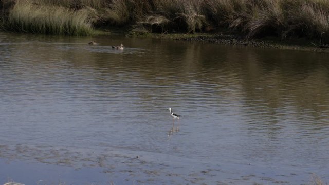 Pied Stilt bird wading through the water at Waikanae Estuary Scientific Reserve. Paraparaumu, North island, New Zealand
