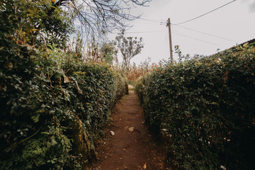C1