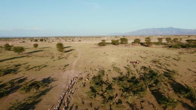 Cows in the savanna walking straight. Golden light with long shadows. Tanzania. Aerial forward view.