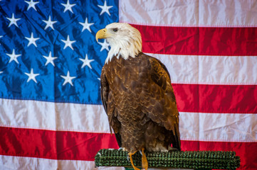 Bald Eagle Upstate New York Adirondacks Winter Raptor Fest