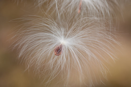Milkweed seed floating in the air with a soft background