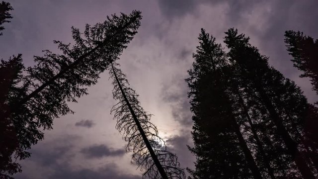 Dreary Pine Wood and Dead Tree Dark Sun Time Lapse Timelapse Time-Lapse 4K