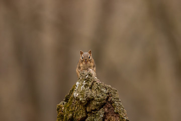 squirrel on a bough in the woods