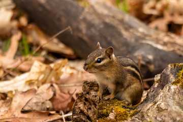 squirrel in the park