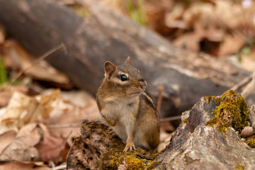 squirrel in the woods